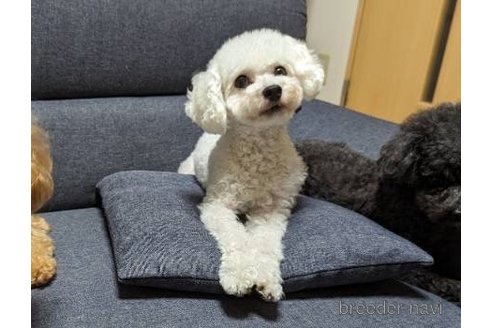 メリーちゃん1枚目